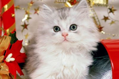 Gattino di Natale Carino - wallpaper preview