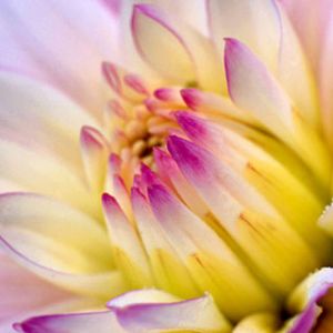 Bellissimo fiore di loto rosa