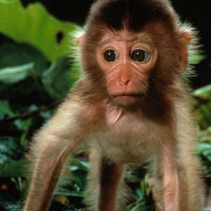 Scimmietta Carina nella Natura