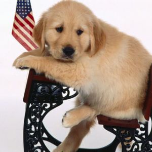 Cucciolo di Golden Retriever