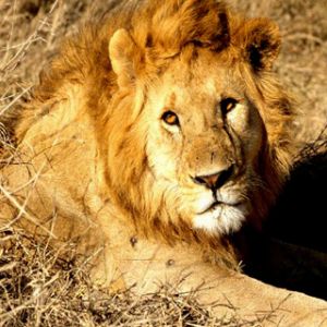 Leone Maestoso nel Mondo Selvaggio