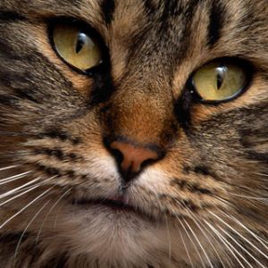 Gatto Maestoso in Primo Piano