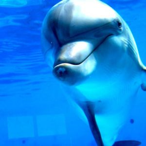 Delfino Giocoso Sott'acqua