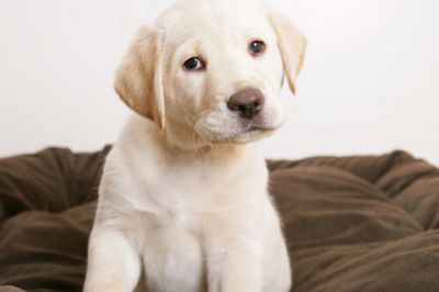 Cucciolo di Labrador Carino