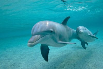 Delfini che nuotano in acqua cristallina - wallpaper preview