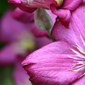 Fiori Rosa Vivaci
