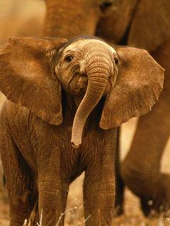 Cucciolo di Elefante - wallpaper preview