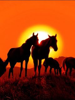 Silhouette di Cavalli al Tramonto - wallpaper preview