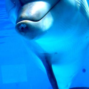 Delfino sorridente sott'acqua