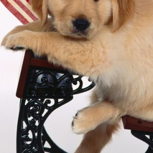 Cucciolo di Golden Retriever