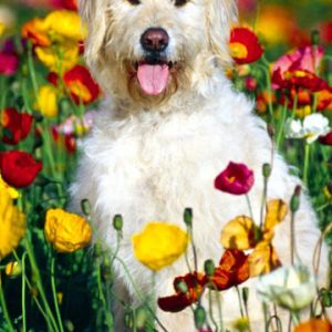 Cane Felice nel Campo di Fiori