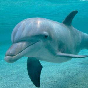 Delfino Giocoso Sott'acqua