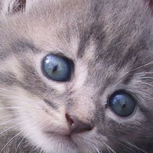 Gatto Grigio Carino