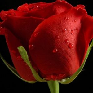 Bella Rosa Rossa con Rugiada