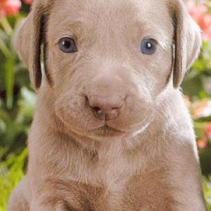 Cucciolo Carino con Occhi Blu