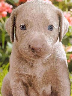 Cucciolo Carino con Occhi Blu - wallpaper preview