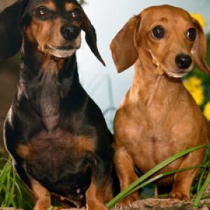 Cani Dachshund Carini nella Natura