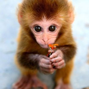Cucciolo di Scimmia Adorabile