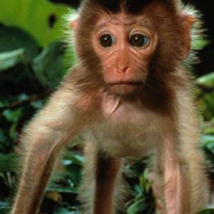 Cucciolo di Scimmia