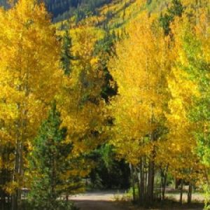 Sentiero Forestale Autunnale