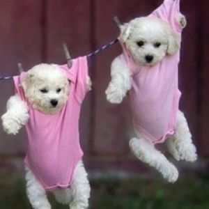 Cuccioli Carini Appesi ai Vestiti
