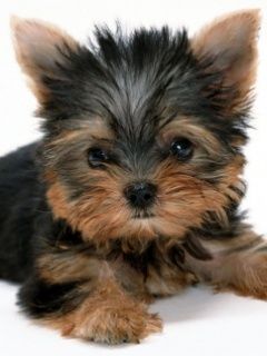 Cucciolo di Yorkshire Terrier Adorabile - wallpaper preview
