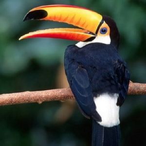 Tucano Colorato