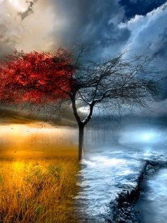 Albero Stagionale Straordinario - wallpaper preview