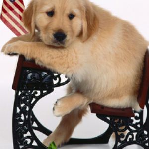Cucciolo di Golden Retriever Carino