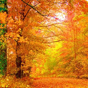 Sentiero Forestale Autunnale