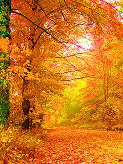 Sentiero Forestale Autunnale - wallpaper preview