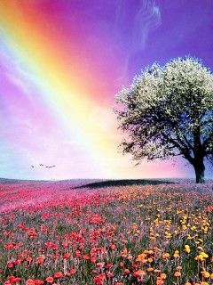 Arcobaleno Colorato su Campo di Fiori