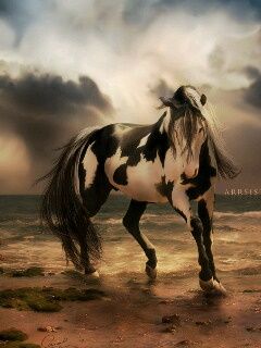 Cavallo Maestoso sulla Spiaggia - wallpaper preview