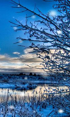 Paesaggio Invernale con Alberi Innevati