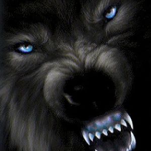 Lupo Nero Fierce