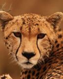 Maestoso Primo Piano di un Ghepard - wallpaper preview