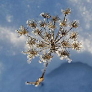 Bellezza della Natura Invernale