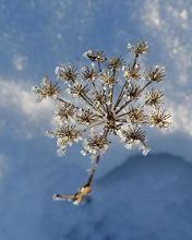 Bellezza della Natura Invernale - wallpaper preview