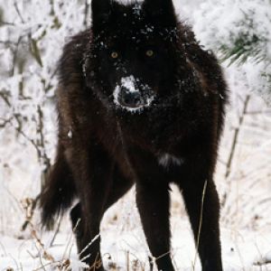 Maestoso Lupo Nero nella Neve