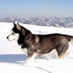 Husky Siberiano nella Neve