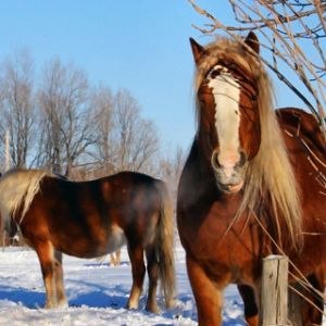 Cavalli Maestosi d'Inverno