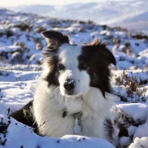 Border Collie nella neve