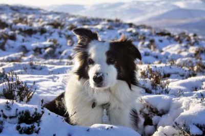 Border Collie nella neve - wallpaper preview