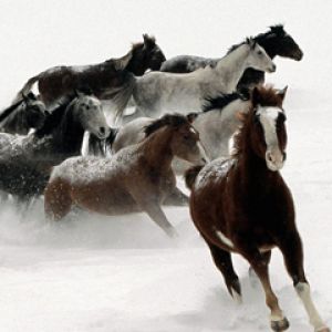 Cavalli che Corrono nella Neve