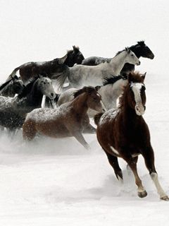 Cavalli che Corrono nella Neve - wallpaper preview