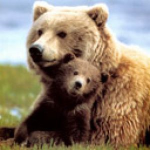 Madre e Cucciolo Orso