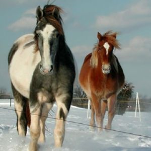 Cavalli nel Paesaggio Innevato