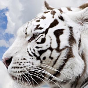 Profil di Tigre Bianco