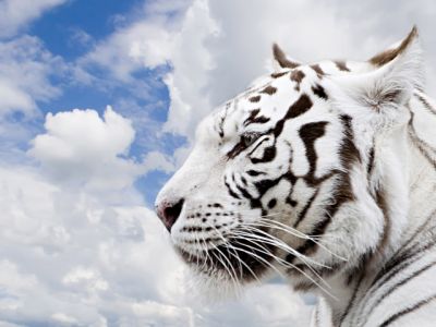 Maestoso Tigre Bianco - wallpaper preview