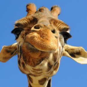 Primo Piano di Giraffa
